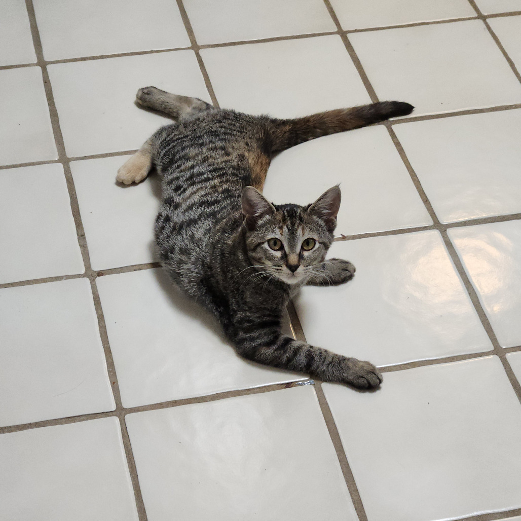 Kiri Te Kanawa-DH, an adoptable Domestic Short Hair in Tallahassee, FL, 32317 | Photo Image 2