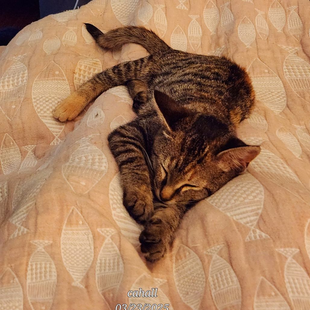 Kiri Te Kanawa-DH, an adoptable Domestic Short Hair in Tallahassee, FL, 32317 | Photo Image 3