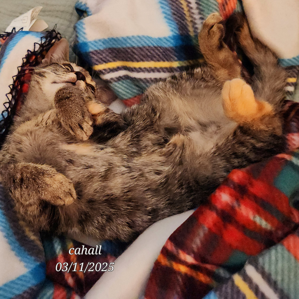 Kiri Te Kanawa-DH, an adoptable Domestic Short Hair in Tallahassee, FL, 32317 | Photo Image 4