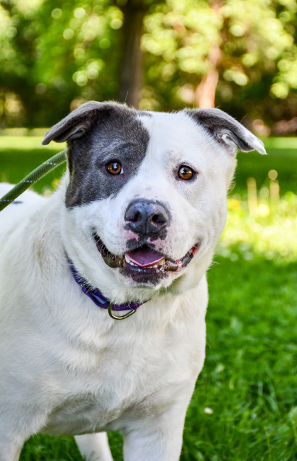 Marcos, an adoptable Pit Bull Terrier, Mixed Breed in Yakima, WA, 98901 | Photo Image 1