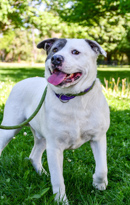 Marcos, an adoptable Pit Bull Terrier, Mixed Breed in Yakima, WA, 98901 | Photo Image 2