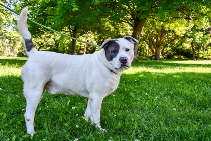 Marcos, an adoptable Pit Bull Terrier, Mixed Breed in Yakima, WA, 98901 | Photo Image 3