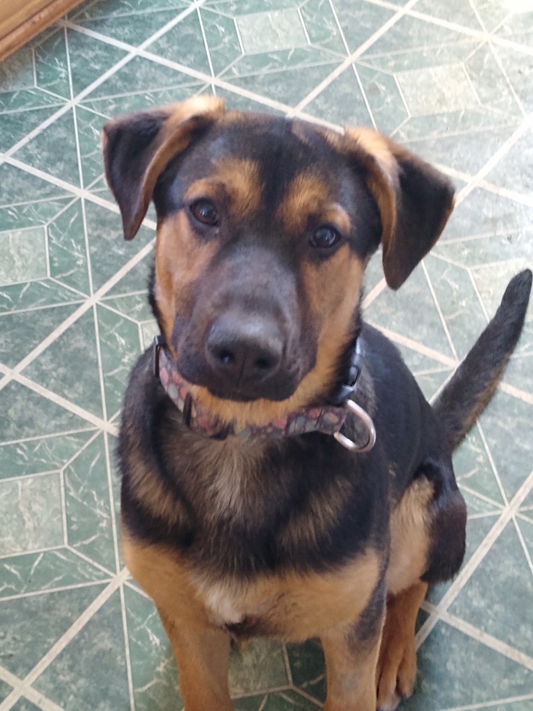 Turbo, an adoptable German Shepherd Dog, Mixed Breed in Saint James, MN, 56081 | Photo Image 4