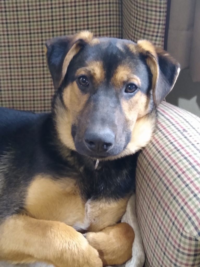Turbo, an adoptable German Shepherd Dog, Mixed Breed in Saint James, MN, 56081 | Photo Image 5