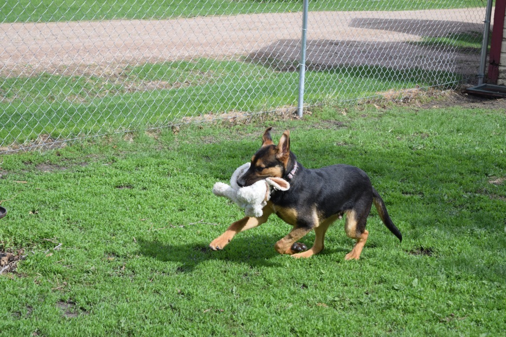 Turbo, an adoptable German Shepherd Dog, Mixed Breed in Saint James, MN, 56081 | Photo Image 6