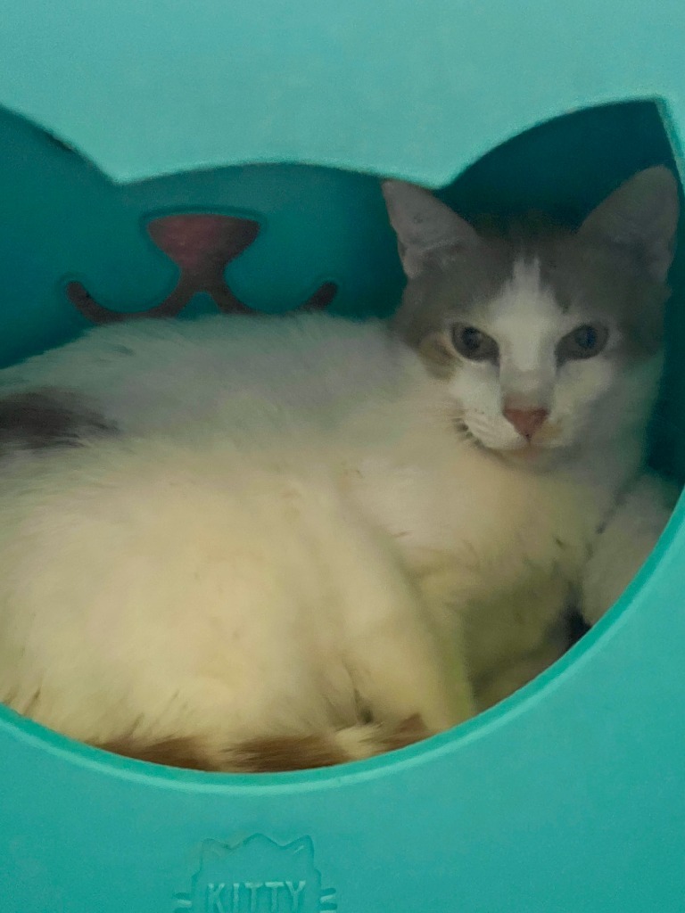 WAYDE, an adoptable Domestic Short Hair in Marianna, FL, 32447 | Photo Image 1