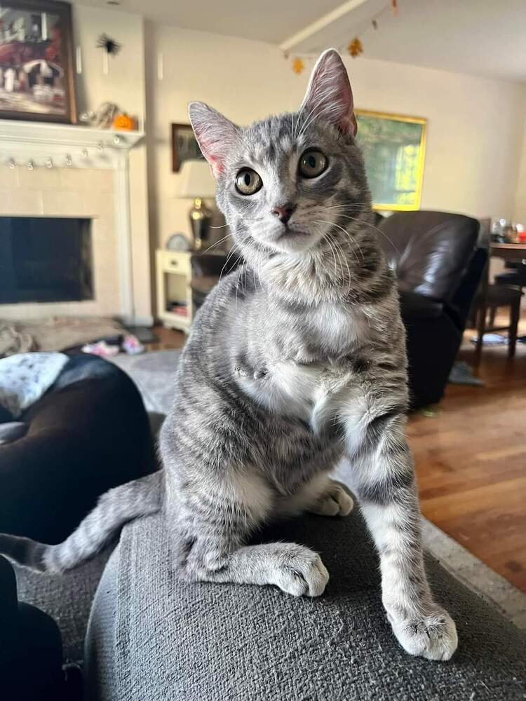 Chicken Wing