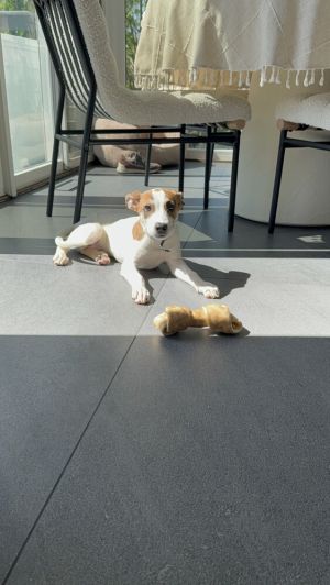 Buttercup is the little mischief-maker of the litter While her siblings are resting shes the one 