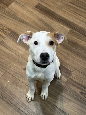 Mojo jojo Mixed Breed Dog