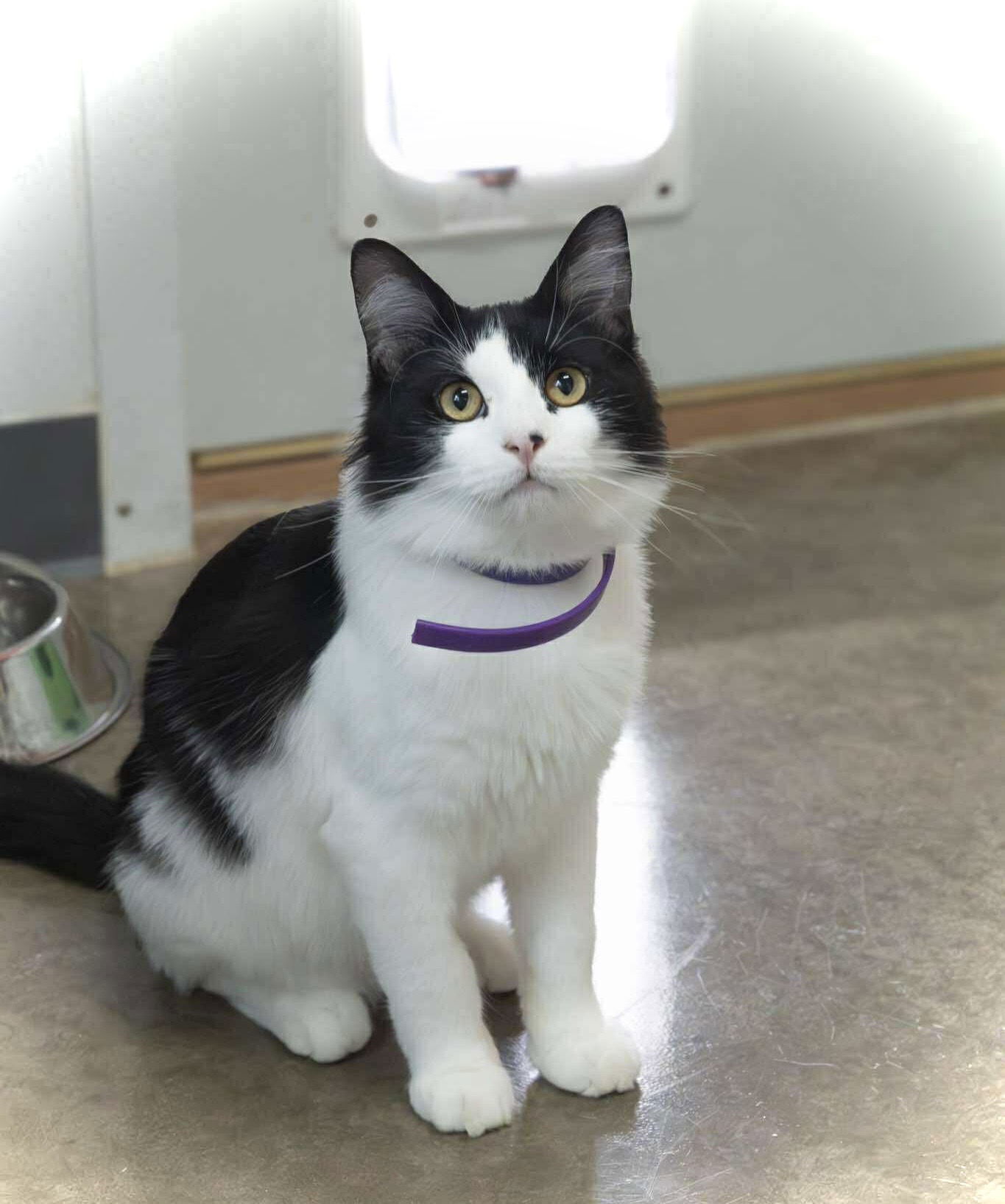 Marcello, an adoptable Domestic Long Hair in Estherville, IA, 51334 | Photo Image 1