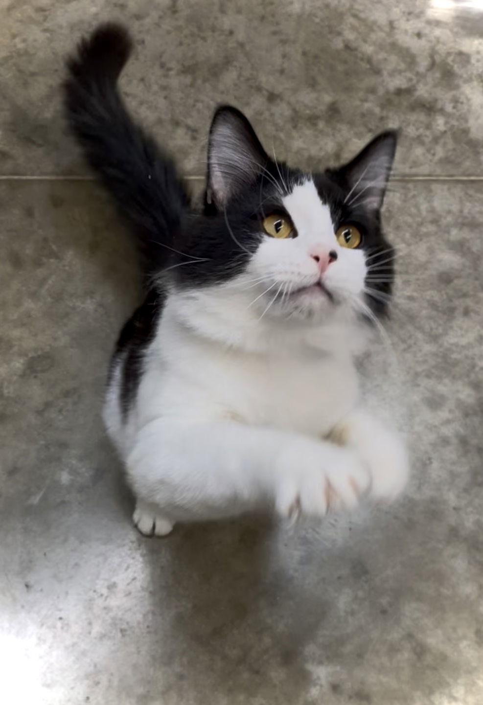 Marcello, an adoptable Domestic Long Hair in Estherville, IA, 51334 | Photo Image 2