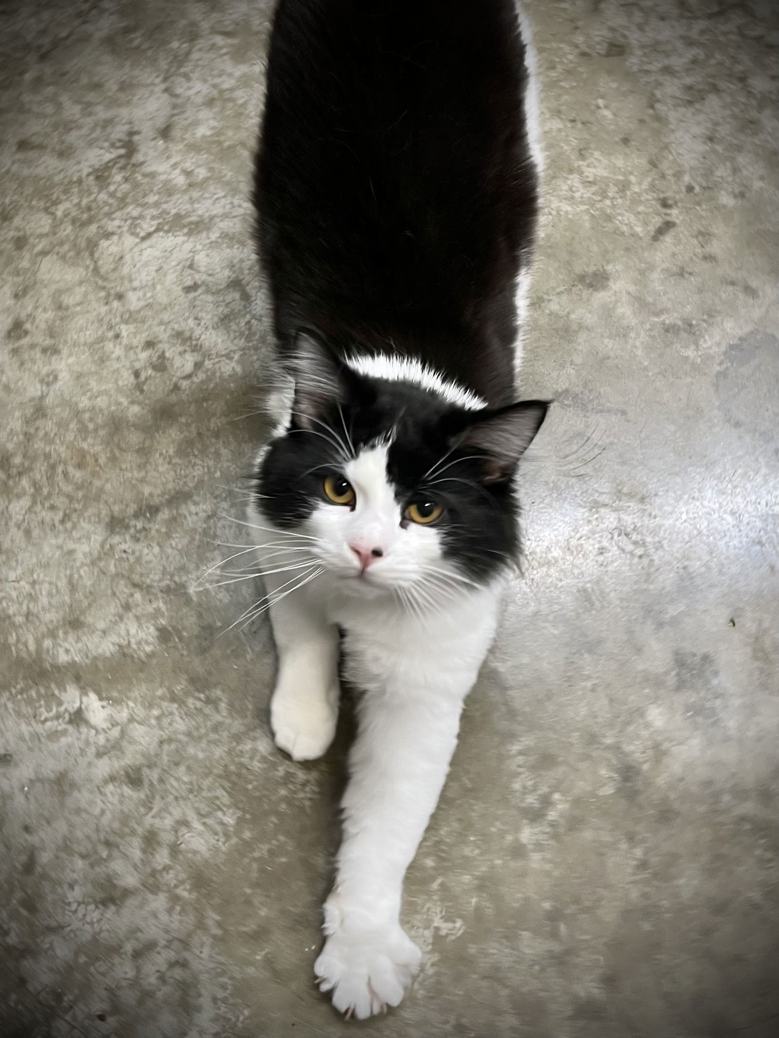 Marcello