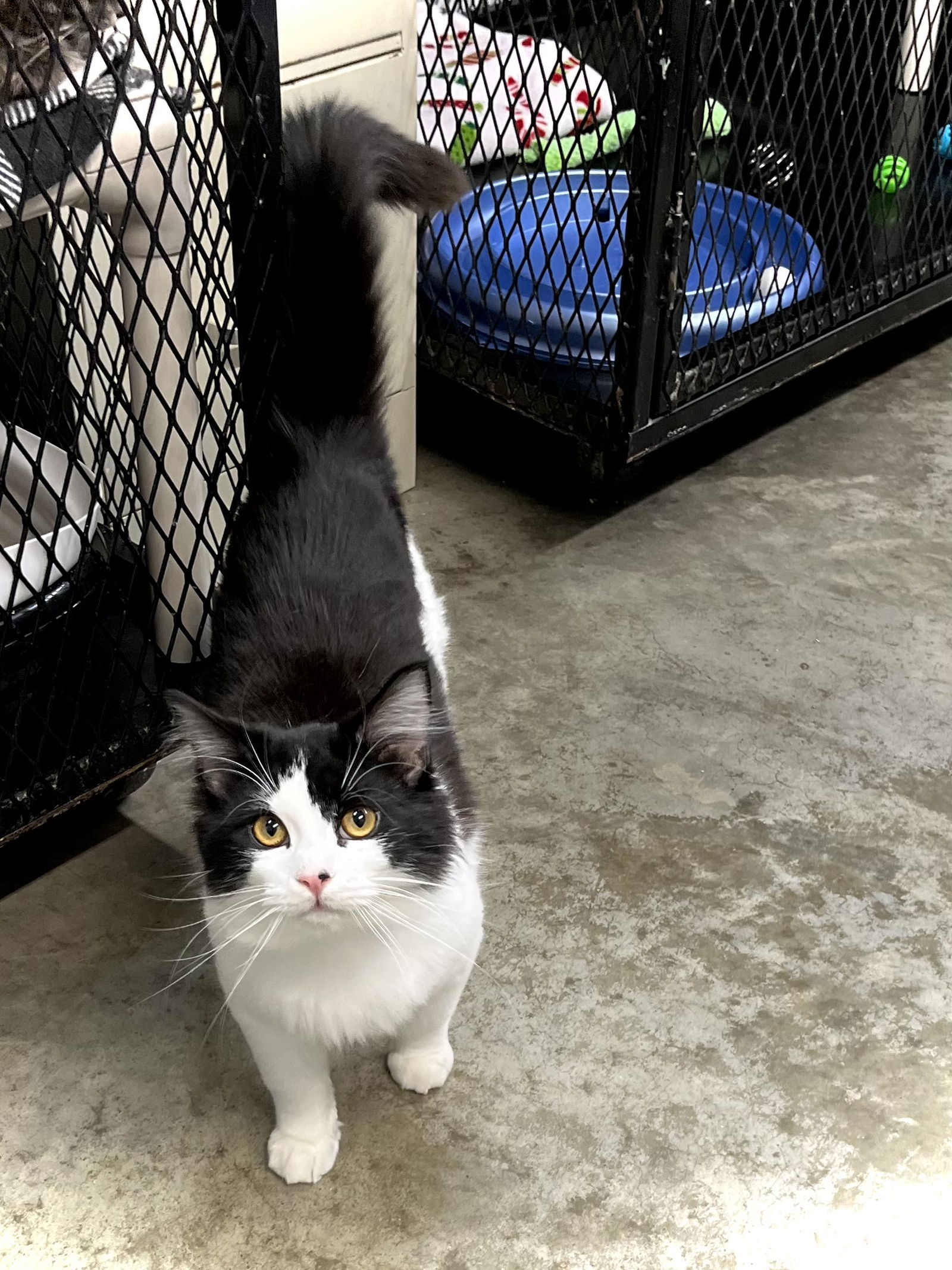 Marcello, an adoptable Domestic Long Hair in Estherville, IA, 51334 | Photo Image 3