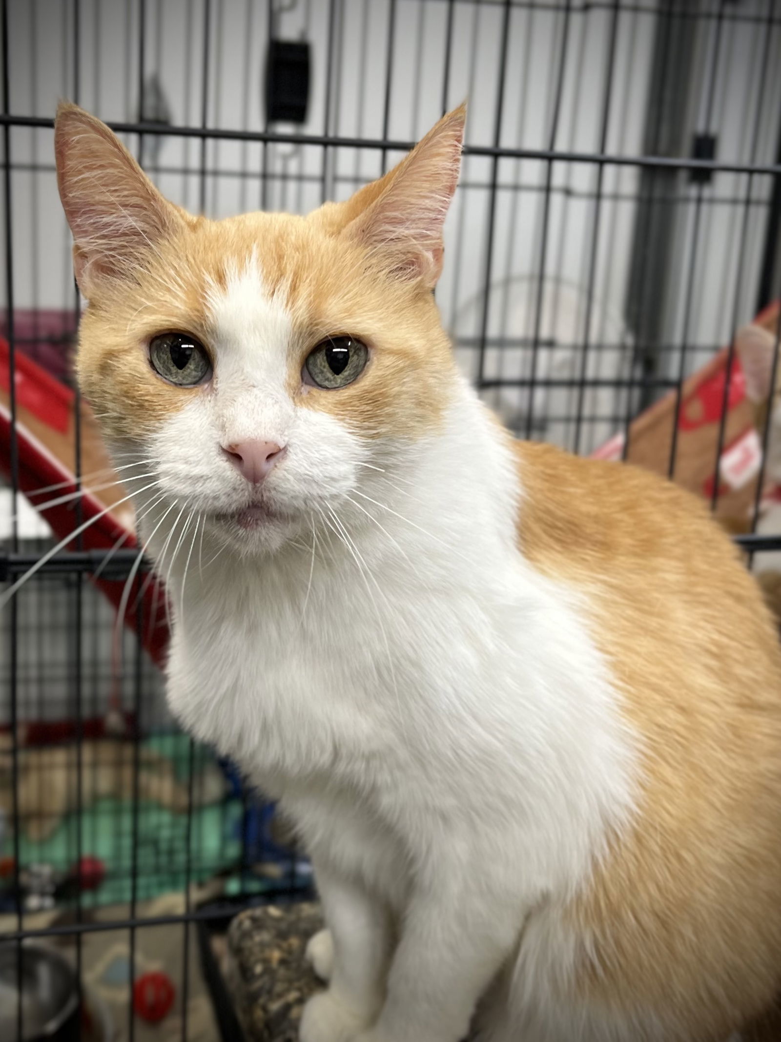 Sunny Girl, an adoptable Domestic Short Hair in Estherville, IA, 51334 | Photo Image 1