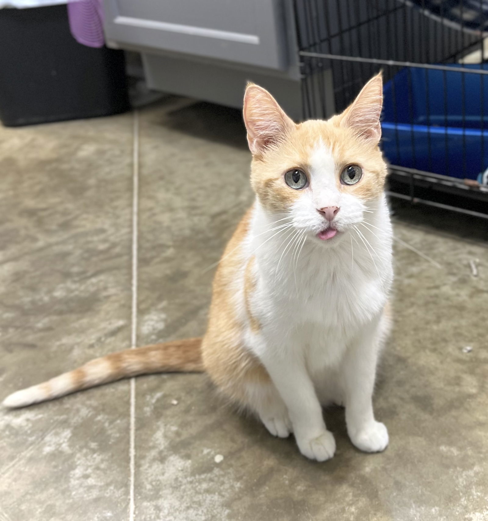 Sunny Girl, an adoptable Domestic Short Hair in Estherville, IA, 51334 | Photo Image 2