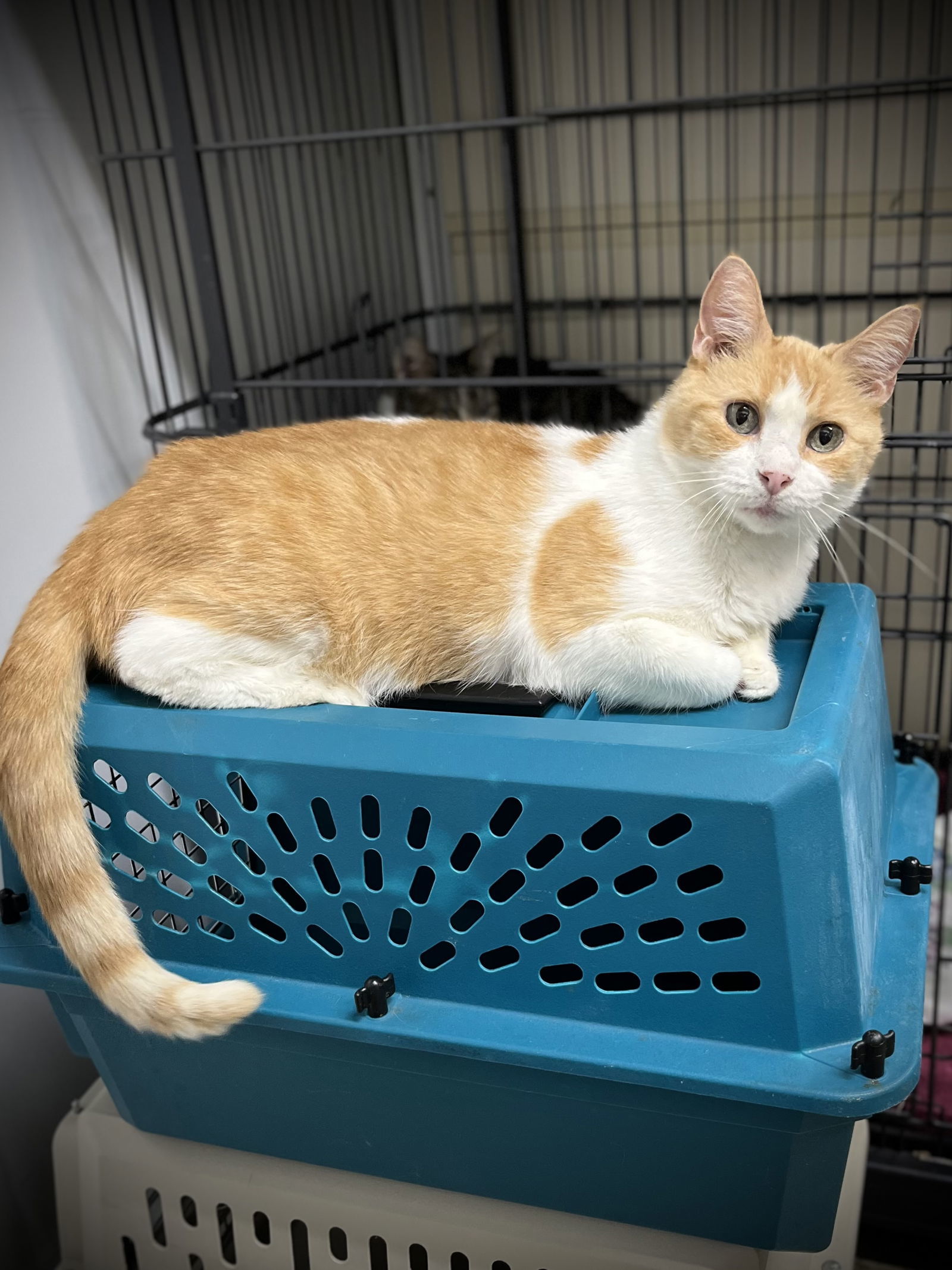 Sunny Girl, an adoptable Domestic Short Hair in Estherville, IA, 51334 | Photo Image 3