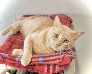 Theo J, Young Male Domestic Short Hair