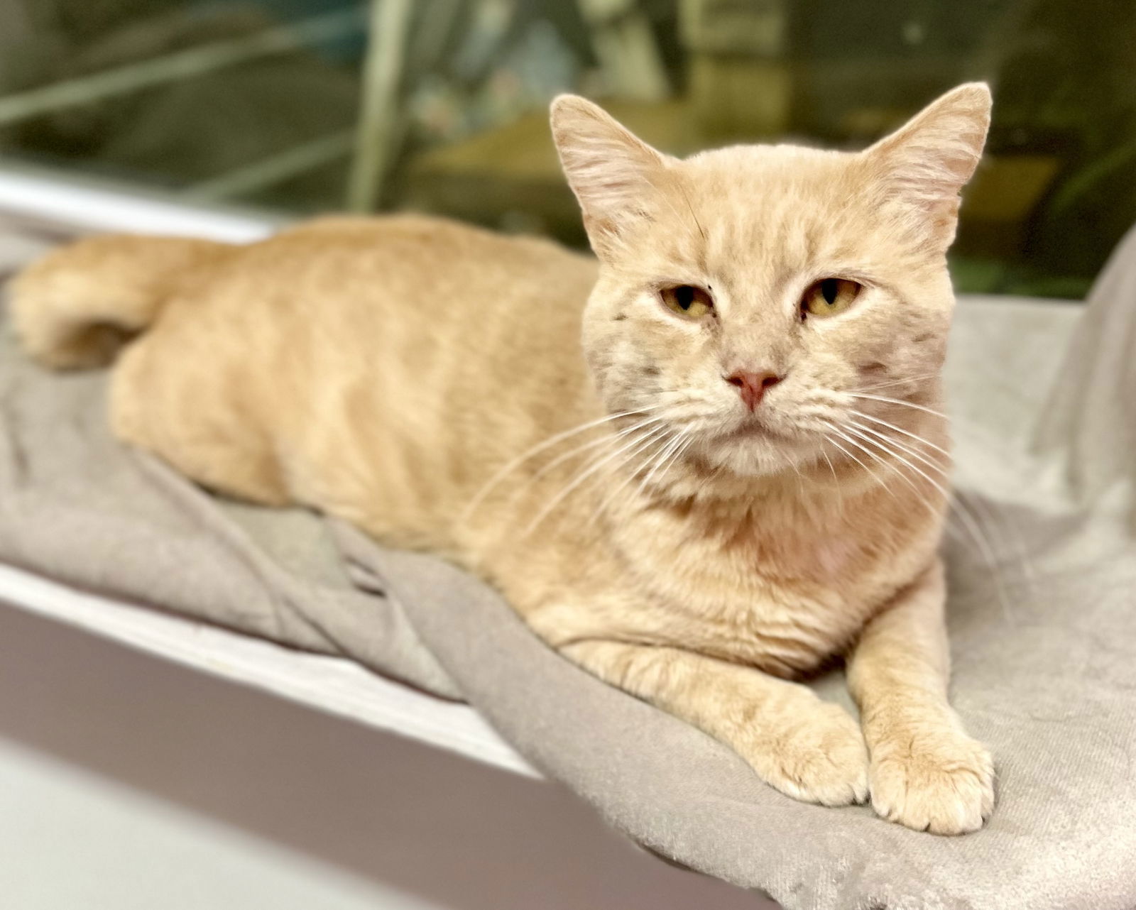 Theo J, an adoptable Domestic Short Hair in Estherville, IA, 51334 | Photo Image 3