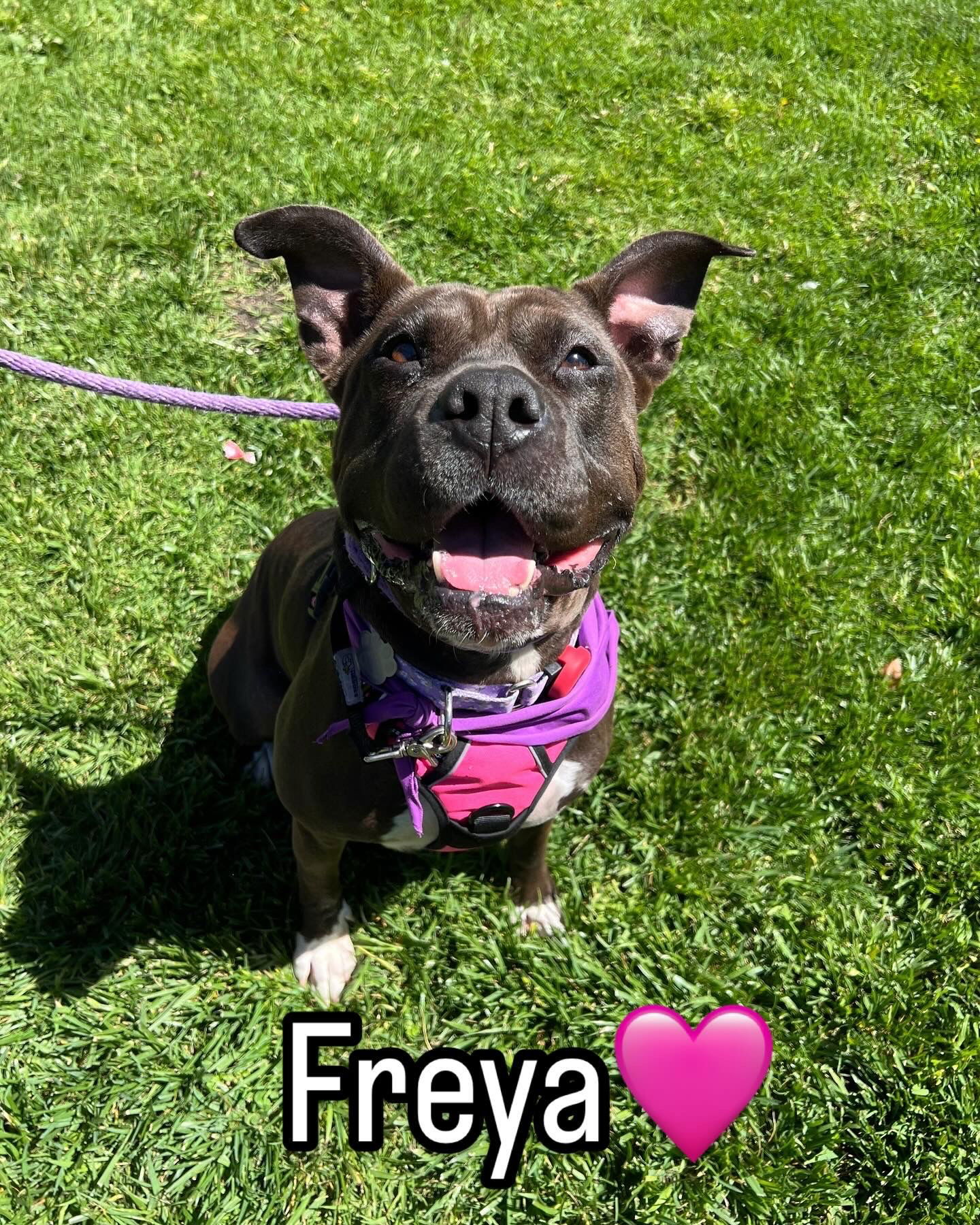 Freya pretty pitty