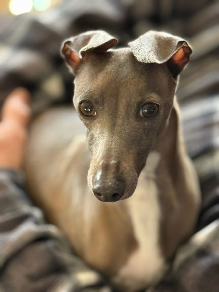 Loki - Adoption Pending