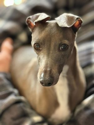 Loki - Adoption Pending