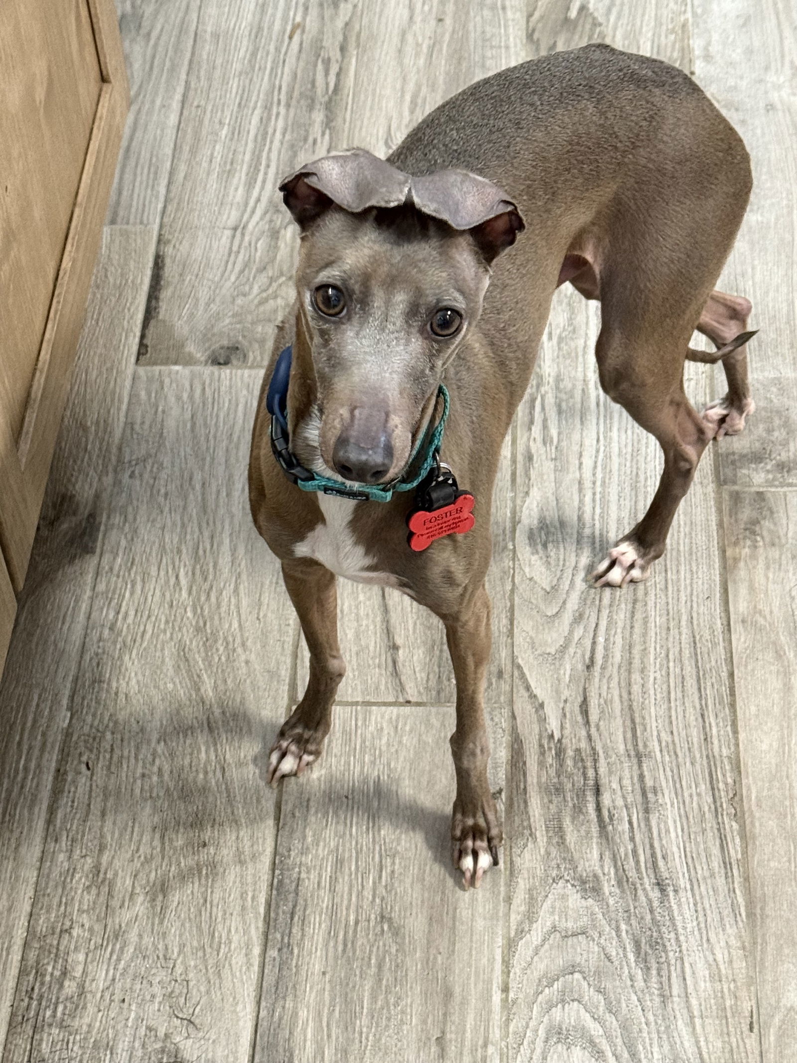 Loki - Adoption Pending