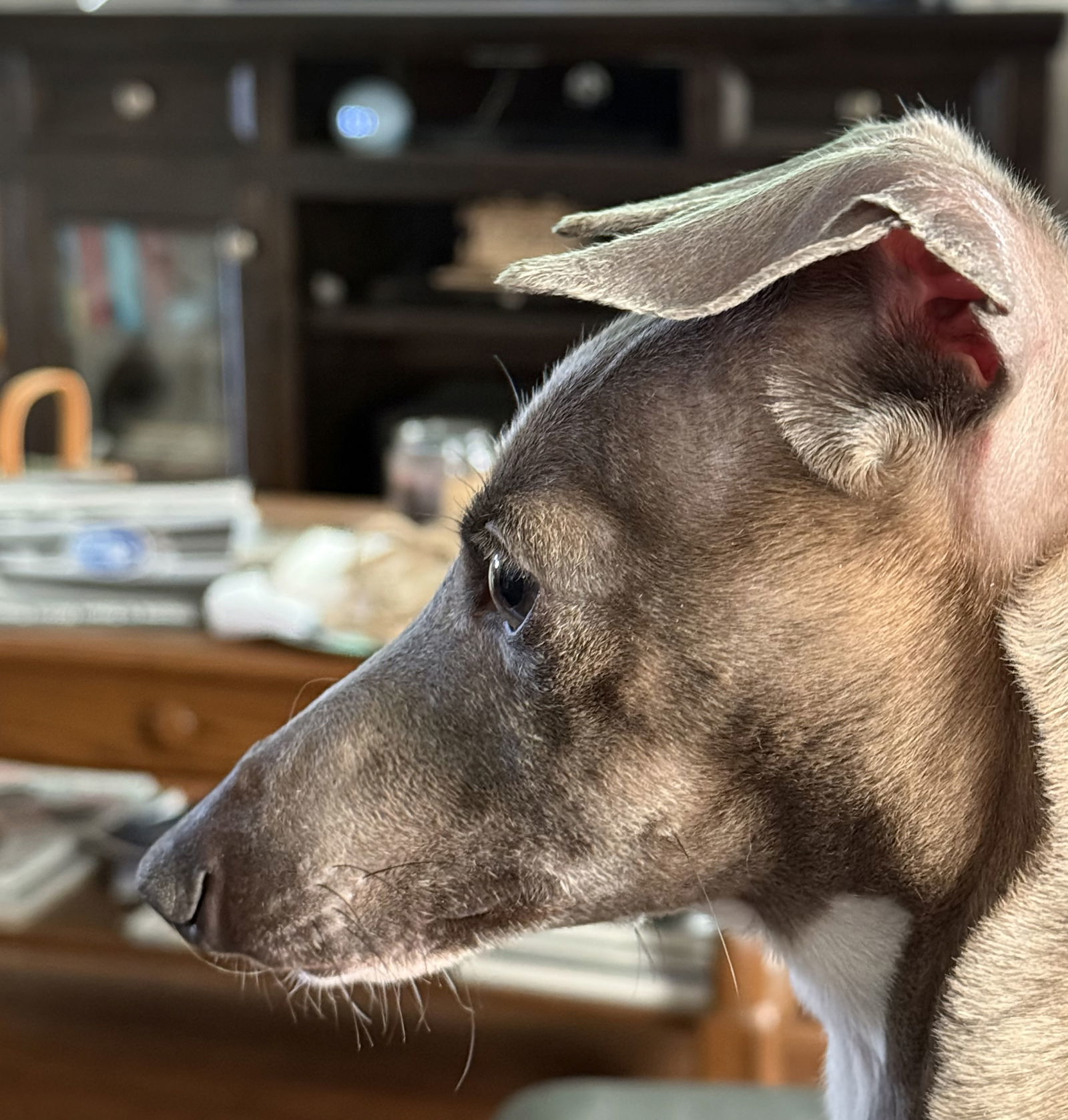 Loki - Adoption Pending
