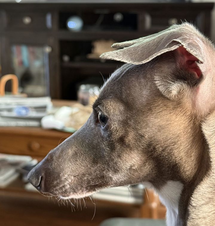 Loki - Adoption Pending 3