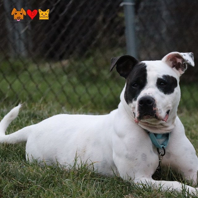 DOTTIE
