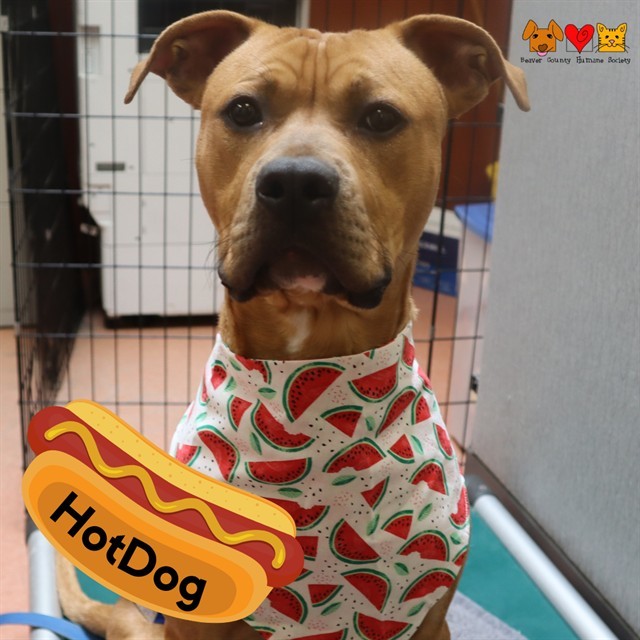 HOTDOG