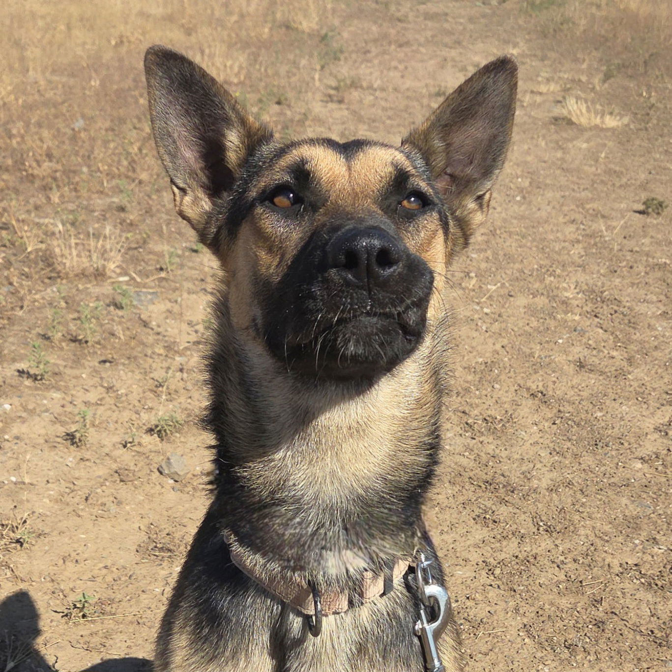 Dixie, an adoptable Shepherd in Yreka, CA, 96097 | Photo Image 1