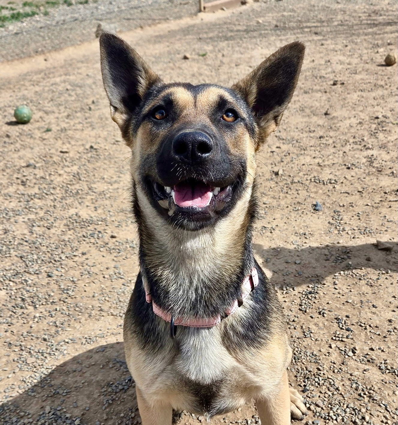 Dixie, an adoptable Shepherd in Yreka, CA, 96097 | Photo Image 2