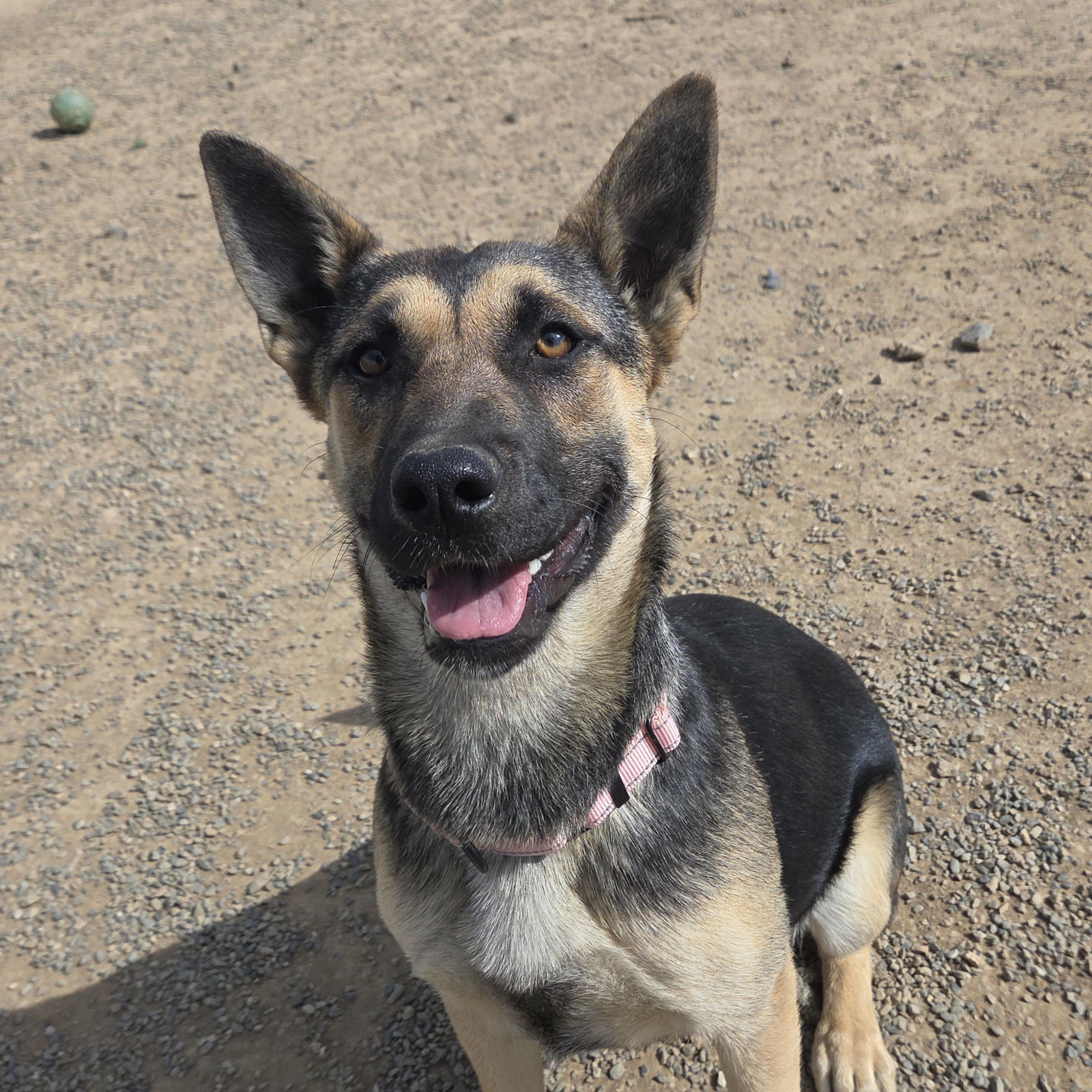 Dixie, an adoptable Shepherd in Yreka, CA, 96097 | Photo Image 3