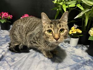 RescueCats IncDate of birth 4124 Photos taken on 32025 Super sweet kitten She is spayed 