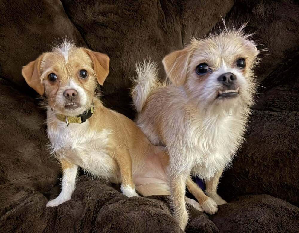 Ranger and Summer - Bonded- MUST be adopted together