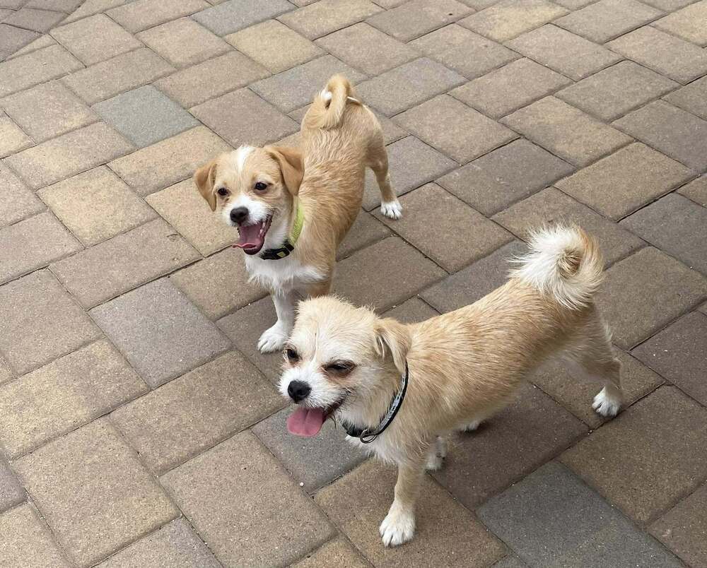 Ranger and Summer - Bonded- MUST be adopted together