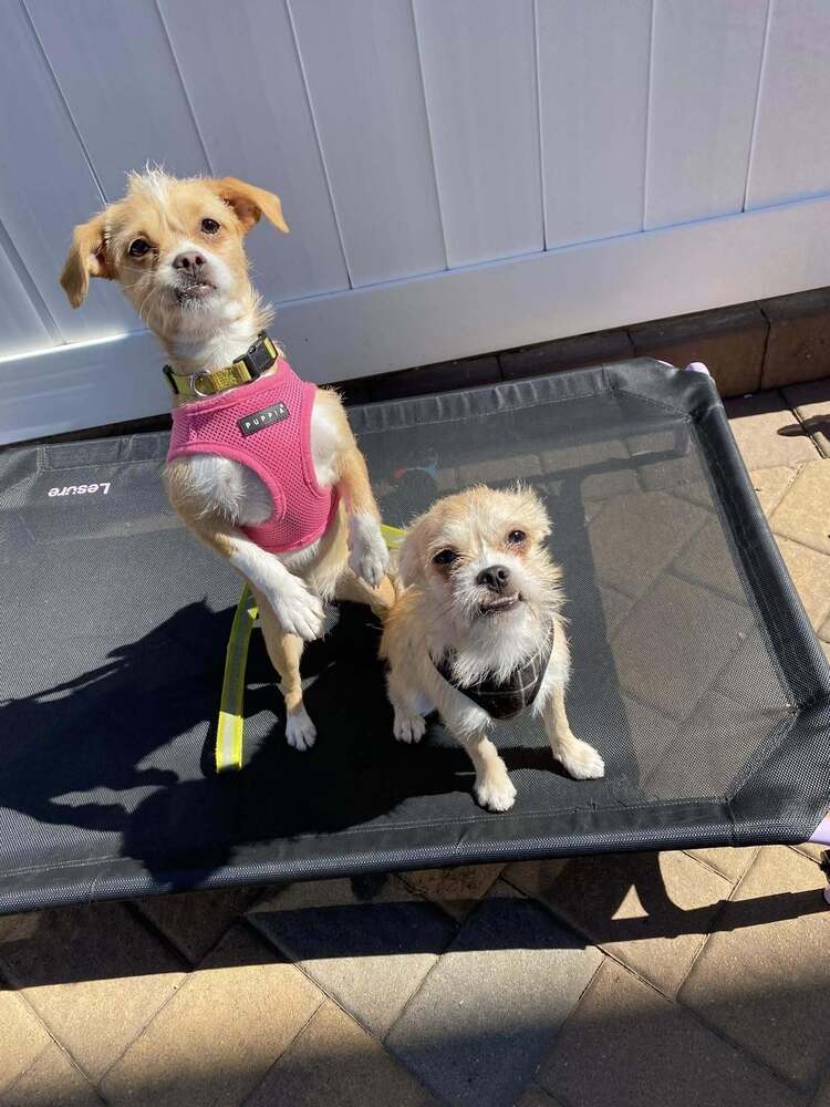Ranger and Summer - Bonded- MUST be adopted together