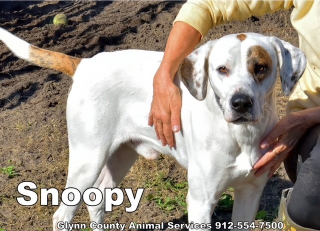 SNOOPY