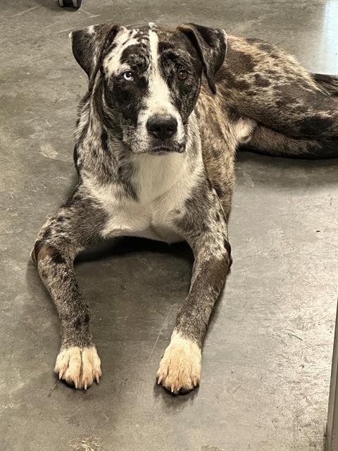 SAMPSON