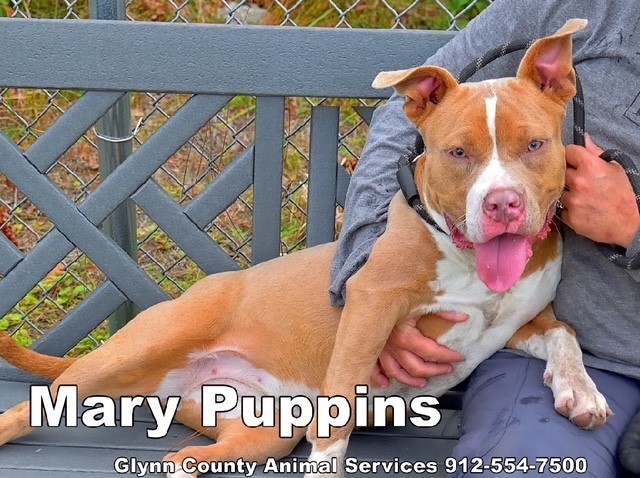 MARY PUPPINS