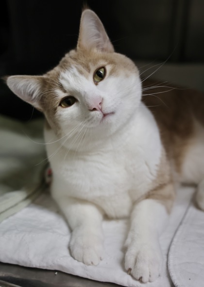 Milton