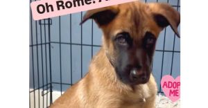 Meet Roma The Sweetest Snuggle Bug This adorable pup is a total cuddle bug who 
