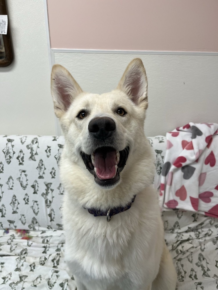 Mako, an adoptable German Shepherd Dog, Husky in Trenton, ME, 04605 | Photo Image 1