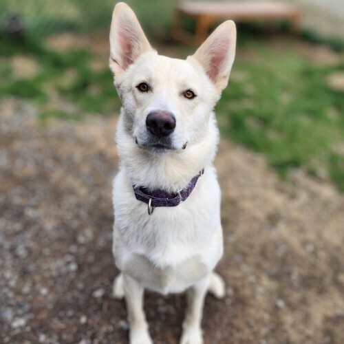 Mako, an adoptable German Shepherd Dog, Husky in Trenton, ME, 04605 | Photo Image 1