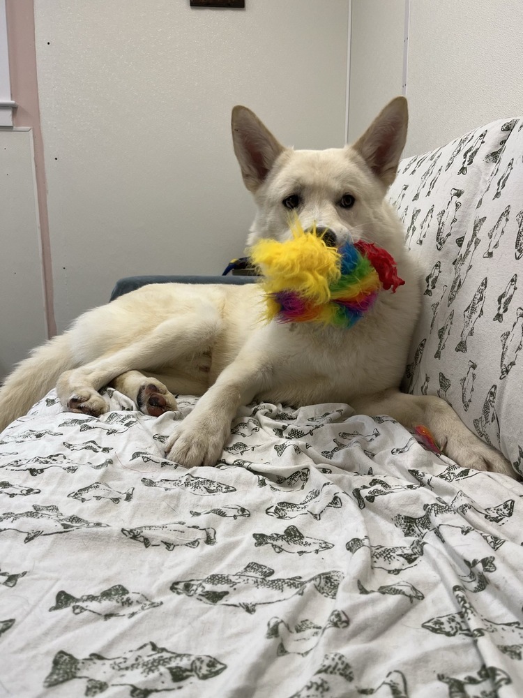 Mako, an adoptable German Shepherd Dog, Husky in Trenton, ME, 04605 | Photo Image 2