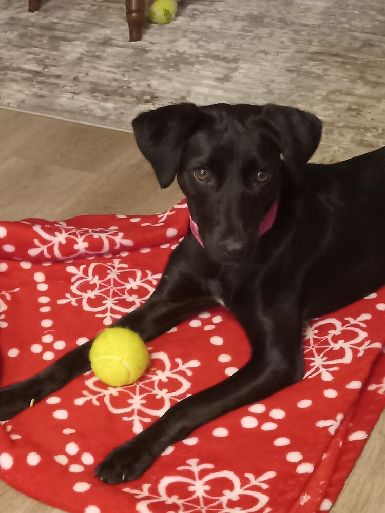 Whisper, an adoptable Feist in Chattanooga, TN, 37421 | Photo Image 1