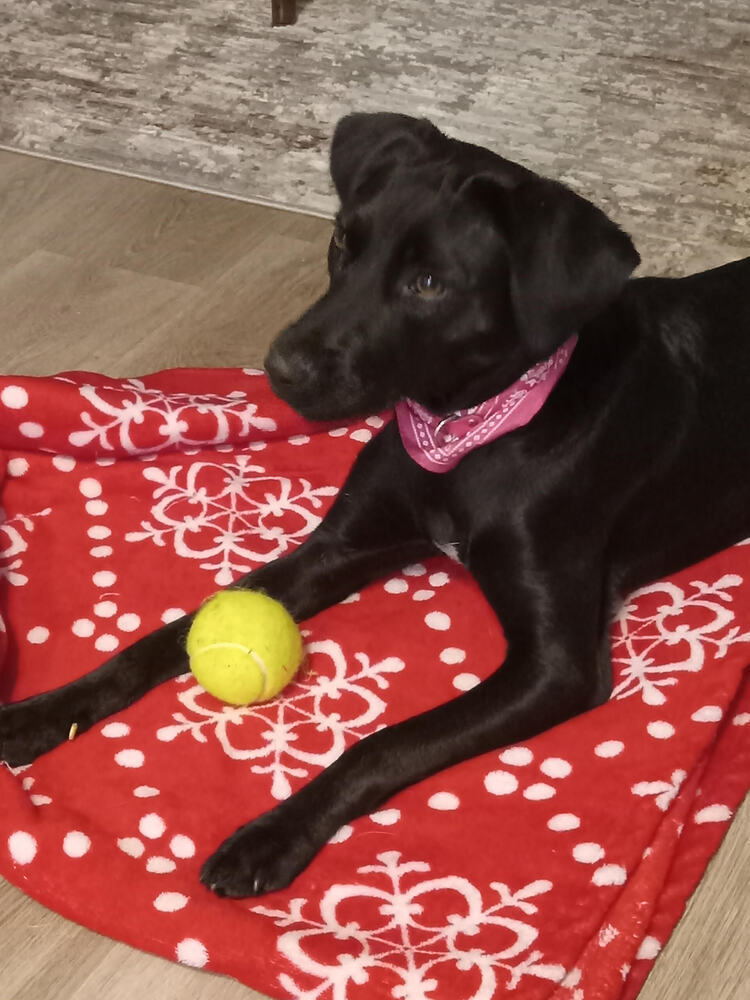 Whisper, an adoptable Feist in Chattanooga, TN, 37421 | Photo Image 2