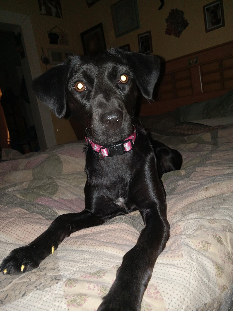 Whisper, an adoptable Feist in Chattanooga, TN, 37421 | Photo Image 3