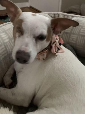 Cleo is a one-eyed wonder and has completely forgotten about losing an eye in a dog attack Agile an