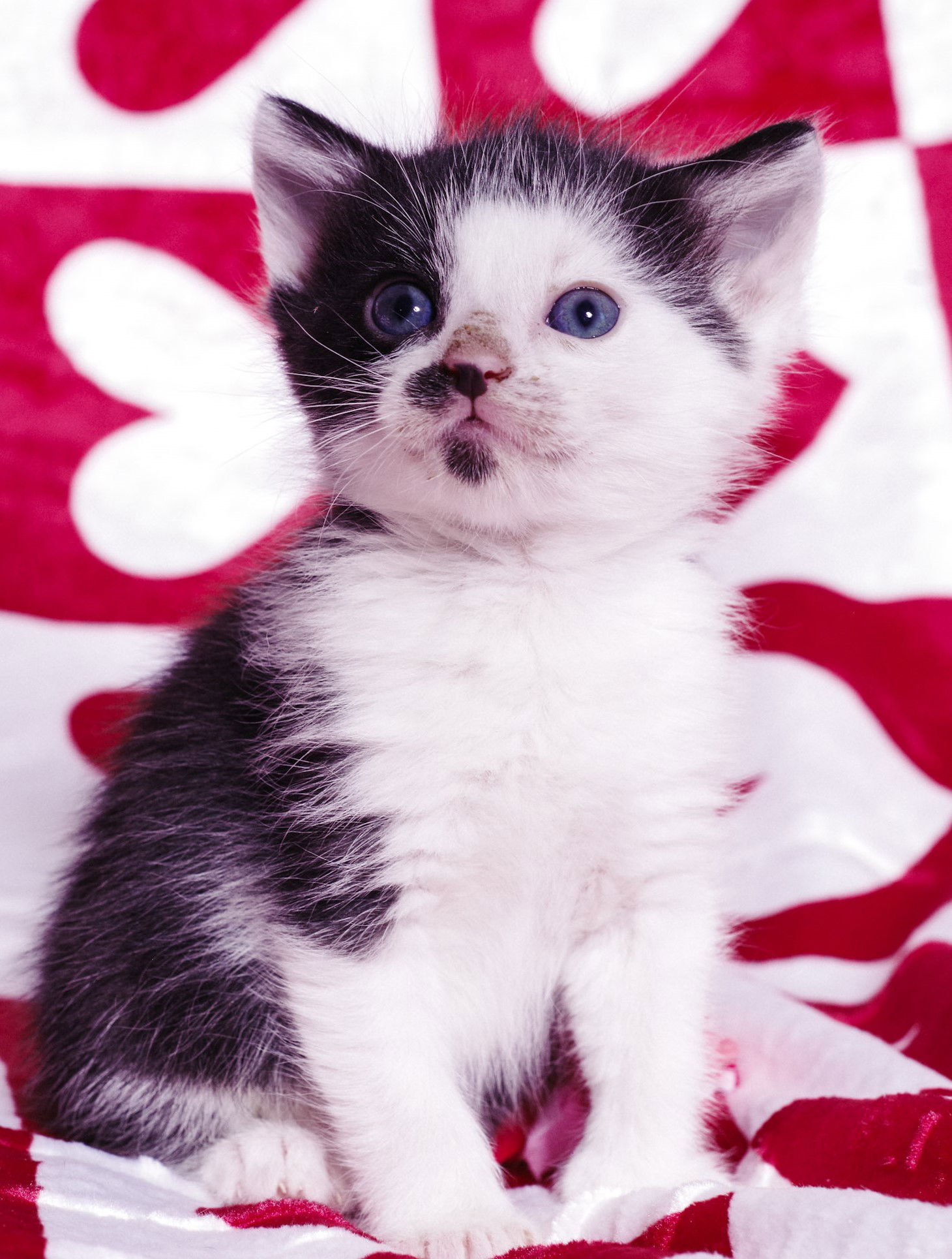 Raven Paw (kitten)